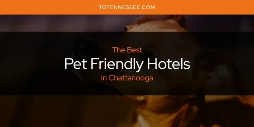 Chattanooga's Best Pet Friendly Hotels [Updated 2024]